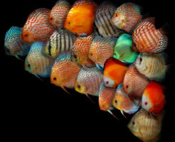 ディスカス 熱帯魚 種類
