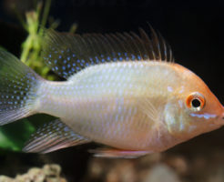 ラミレジィ 熱帯魚 種類