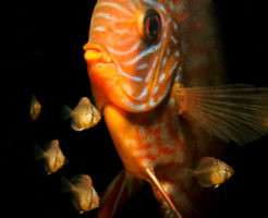 ディスカス 幼魚 成長 色