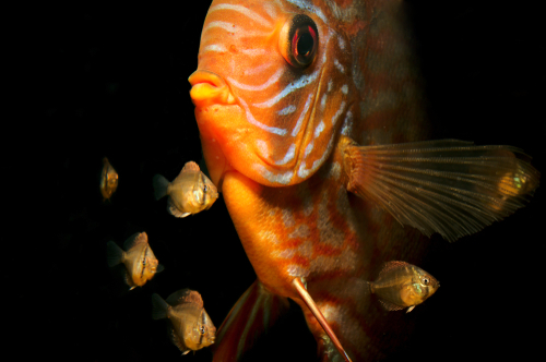 ディスカス 幼魚 成長 色