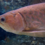 熱帯魚アロワナの平均寿命について！