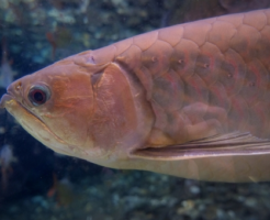 アロワナ 熱帯魚 寿命