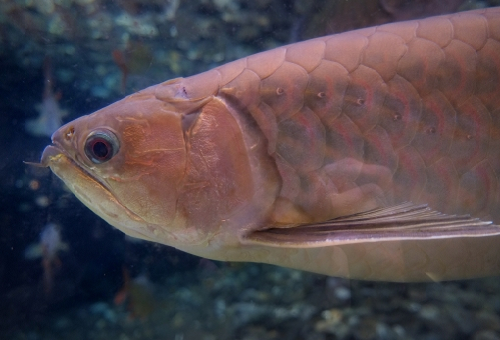 アロワナ 熱帯魚 寿命