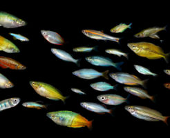 ラスボラ 熱帯魚 種類