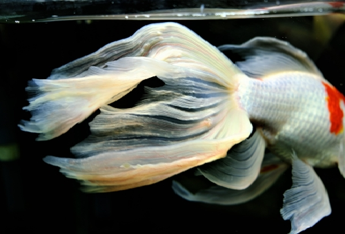 コメット 金魚 大きさ 特徴