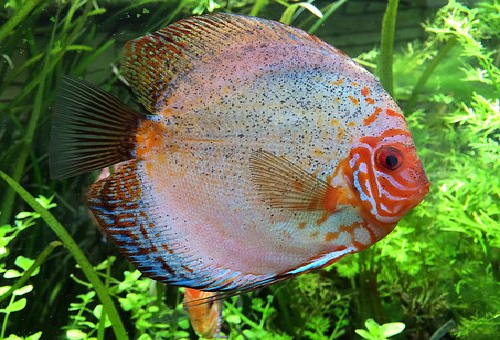 中型シクリッドの種類について！特徴は？ | 熱帯魚、淡水魚、海水魚の図鑑