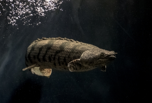 ポリプテルス・アンソルギーについて！特徴やサイズは？ | 熱帯魚 