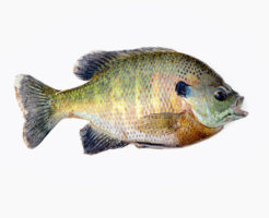 ブルーギル 外来種 魚 生態