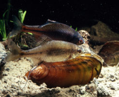 タナゴ 貝 種類