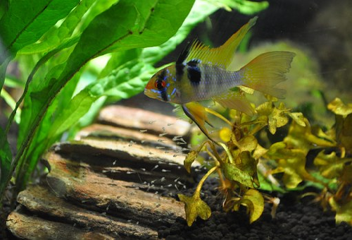 シクリッド 熱帯魚 繁殖