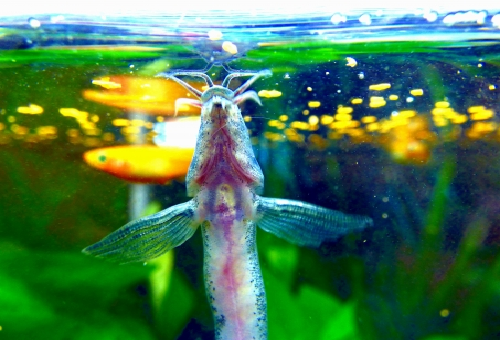 ドジョウ 金魚 混泳 餌 食べる