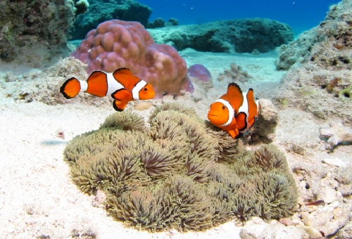 カクレクマノミのペアの作り方について! | 熱帯魚、淡水魚、海水魚の図鑑 カクレクマノミのペアの作り方について! | 熱帯魚、淡水魚、海水魚の図鑑