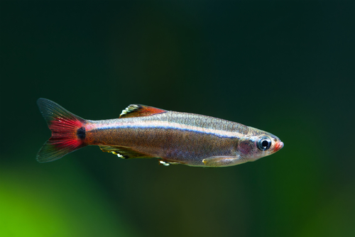 アカヒレ 熱帯魚 寿命 最長