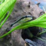 オトシンクルスの飼育 茶コケを発生させる方法は 熱帯魚 淡水魚 海水魚の図鑑