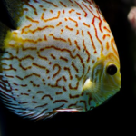カージナルテトラが白点病に 原因は 塩浴について 熱帯魚 淡水魚 海水魚の図鑑 カージナルテトラが白点病に 原因は 塩浴について 熱帯魚 淡水魚 海水魚の図鑑