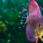 ディスカスの幼魚は成長と共に色が変わる！？