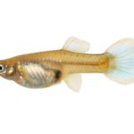 グッピーの稚魚 成長速度や生存率は 熱帯魚 淡水魚 海水魚の図鑑