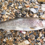 イワナの漢字の意味は 由来について 熱帯魚 淡水魚 海水魚の図鑑