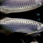 コリドラスが酸欠 症状は 熱帯魚 淡水魚 海水魚の図鑑