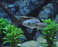 スネークヘッド 熱帯魚 混泳