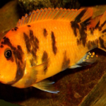 ミナミヌマエビの糞が多い 長い 原因は何 熱帯魚 淡水魚 海水魚の図鑑