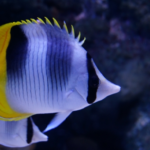 ドンコの飼育 人工飼料の餌付け方法について 熱帯魚 淡水魚 海水魚の図鑑 ドンコの飼育 人工飼料の餌付け方法について 熱帯魚 淡水魚 海水魚の図鑑