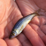 川魚モツゴの飼育 方法や餌について 熱帯魚 淡水魚 海水魚の図鑑