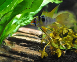 シクリッド 熱帯魚 繁殖