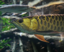 飽きた 熱帯魚 淡水魚 海水魚の図鑑