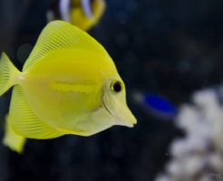 照明 熱帯魚 淡水魚 海水魚の図鑑