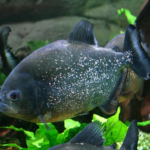 バタフライフィッシュの餌について 食べない時の対策方法は 熱帯魚 淡水魚 海水魚の図鑑 バタフライフィッシュの餌について 食べない時の対策方法は 熱帯魚 淡水魚 海水魚の図鑑