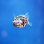 ネオンテトラの白点病 塩浴や鷹の爪治療の方法や効果は 熱帯魚 淡水魚 海水魚の図鑑 ネオンテトラの白点病 塩浴や鷹の爪治療の方法や効果は 熱帯魚 淡水魚 海水魚の図鑑