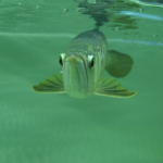 アロワナのphショック 原因や症状は 熱帯魚 淡水魚 海水魚の図鑑