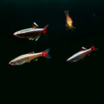 アカヒレの産卵 兆候とは 熱帯魚 淡水魚 海水魚の図鑑