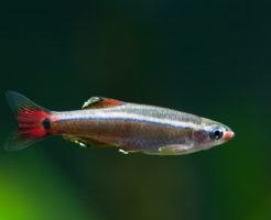 アカヒレ 熱帯魚 寿命 最長
